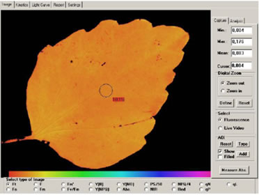 软件显示叶片的Ft荧光.jpg